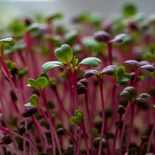 Fresh Radish Microgreens – 2oz