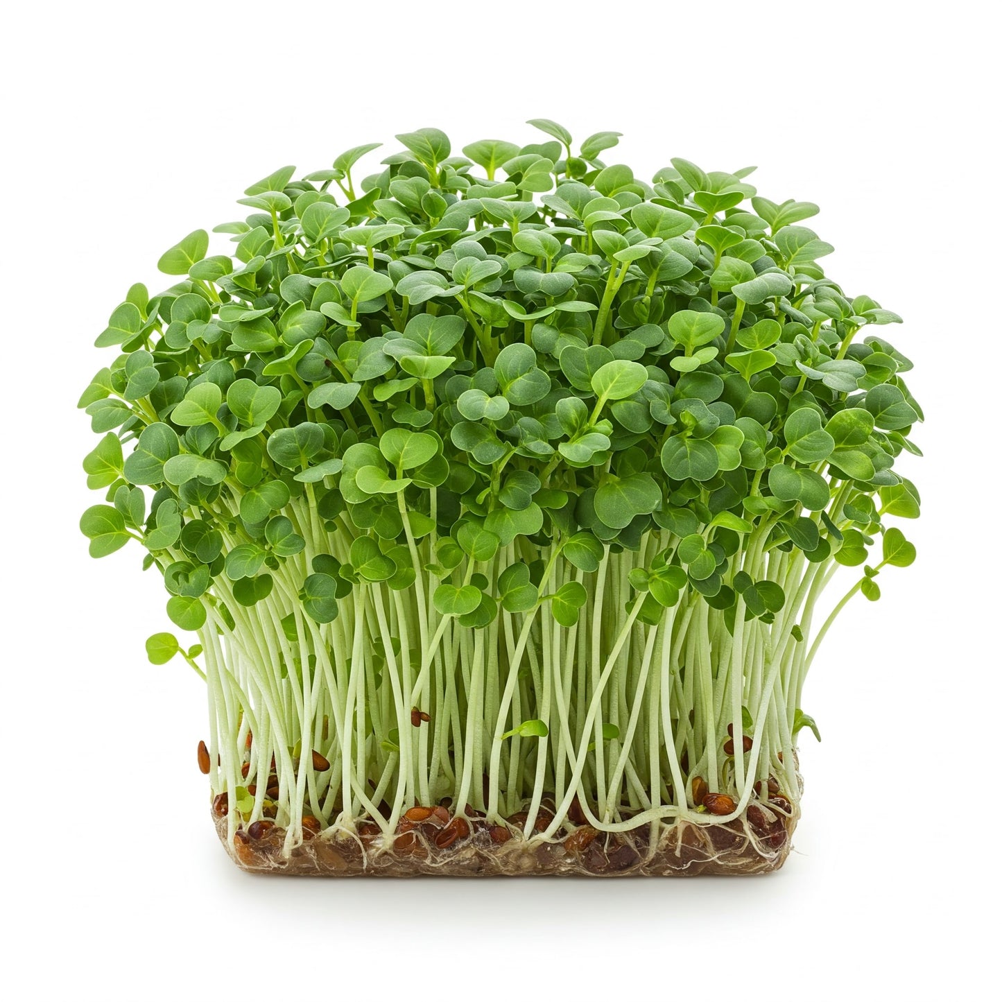 Fresh Broccoli Microgreens – 2oz