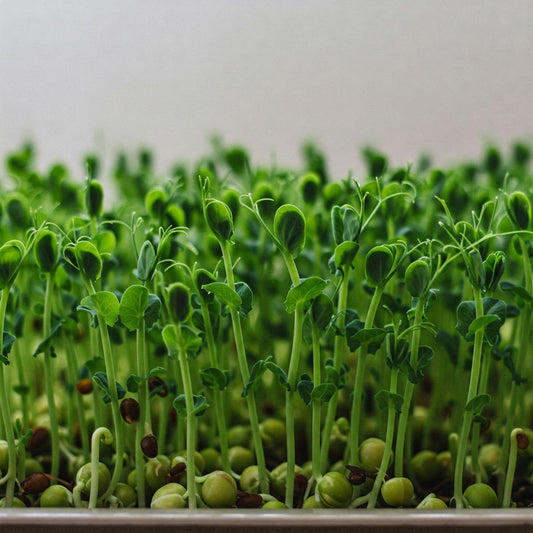 Fresh Sprouting Peas Microgreens – 2oz