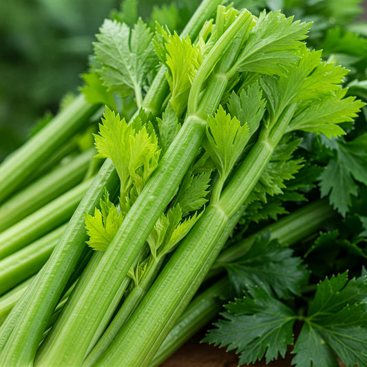 Certified Organic Celery - Bunch